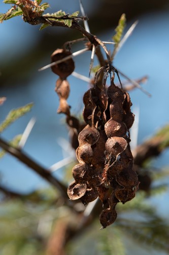 Egyptian acacia