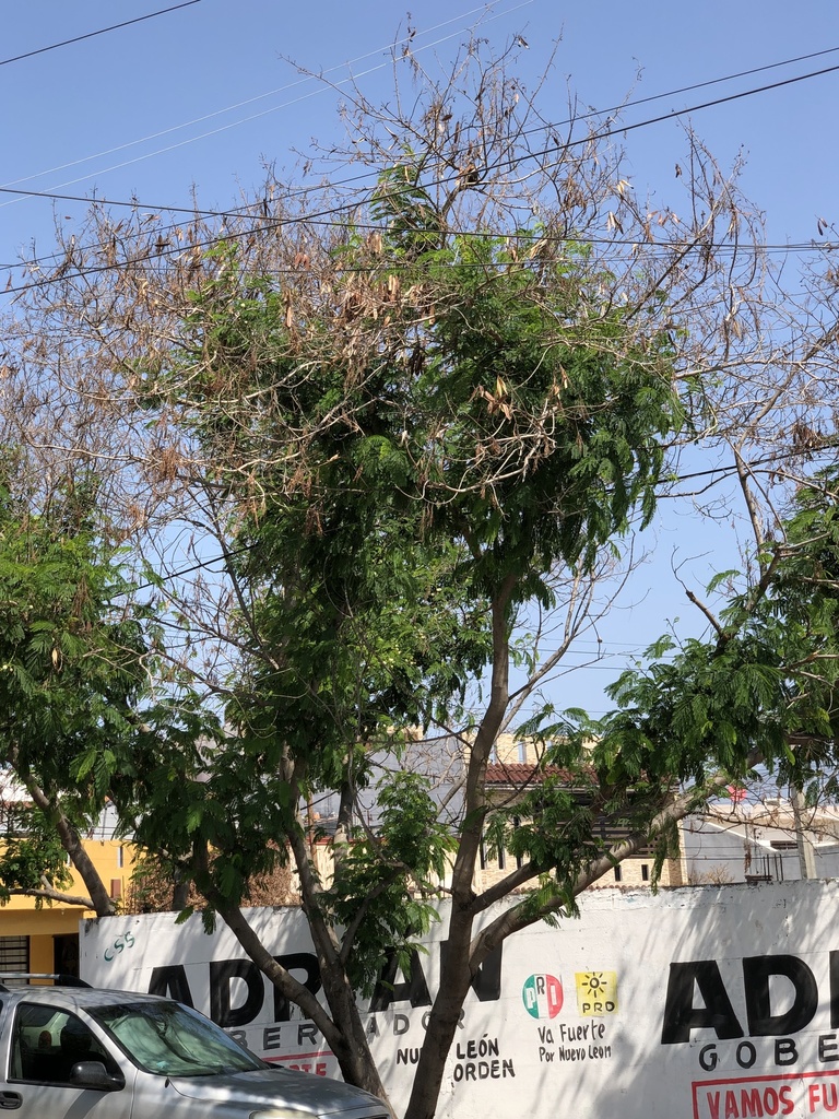 White leadtree from Paseo del Parque, General Escobedo, NL, MX on May 1 ...