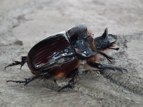 Heliocopris colossus