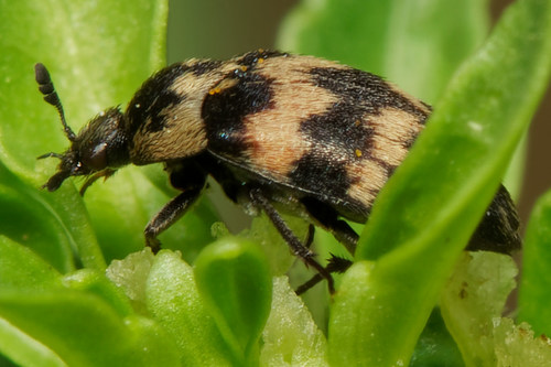 Attagenus trifasciatus