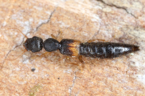 Astenus pulchellus
