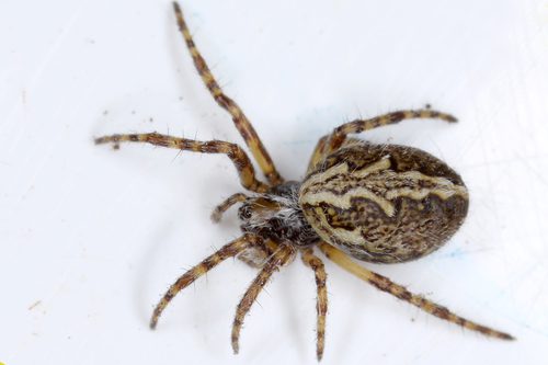 Oak Spider