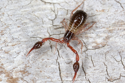 Neobisium fuscimanum