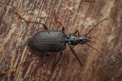 How to identify Platynus assimilis (Paykull, 1790)