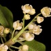 Aristotelia fruticosa × serrata - Photo (c) chrismorse, todos los derechos reservados