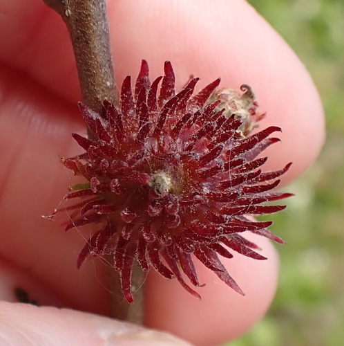 Pseudoneuroterus saliens