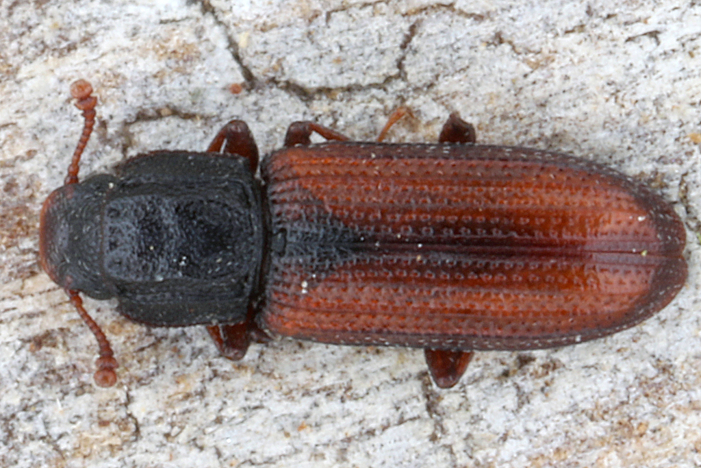 Bitoma crenata from Austria, Styria, Hauenstein, 1. Holzstoß on May 01