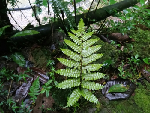 Didymochlaenaceae
