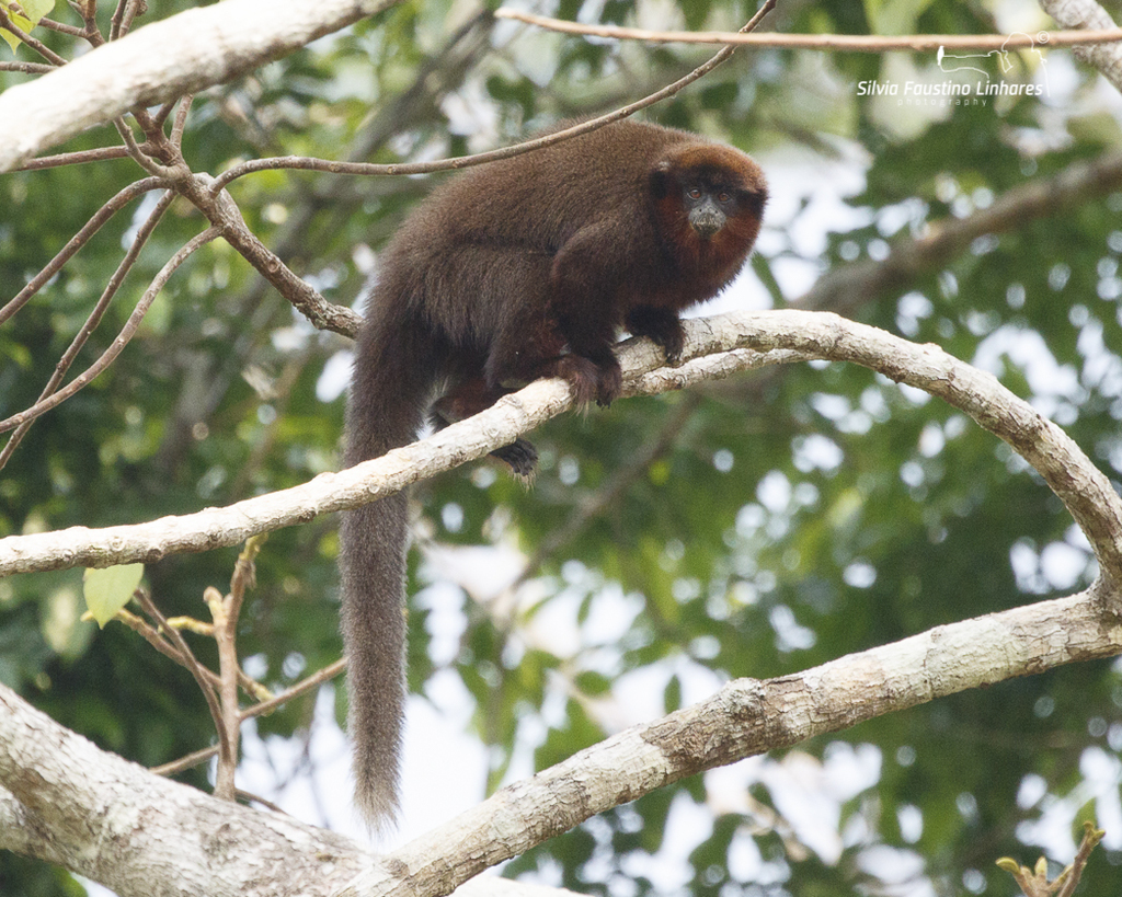 Toppin's Titi (Plecturocebus toppini)