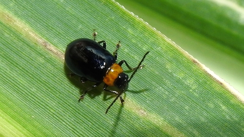 Calomicrus collaris · iNaturalist