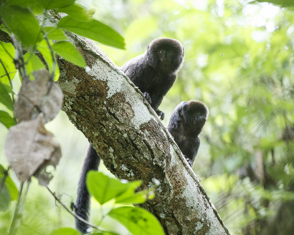 Goeldi's Marmoset (Callimico goeldii) · iNaturalist