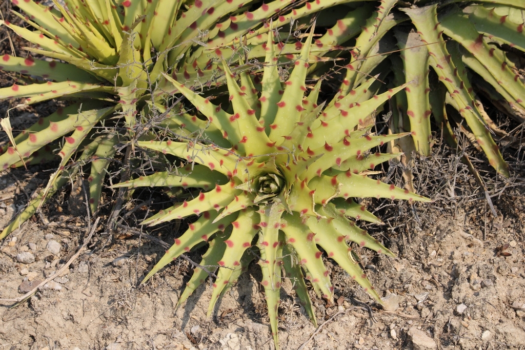 Genus Hechtia · iNaturalist