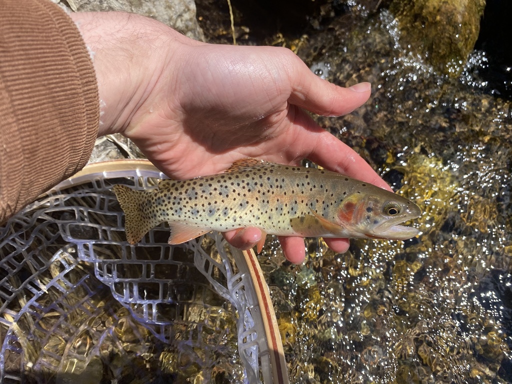 bonneville cutthroat trout