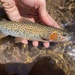 Bonneville Cutthroat Trout - Photo (c) Christian Furness, all rights reserved, uploaded by Christian Furness