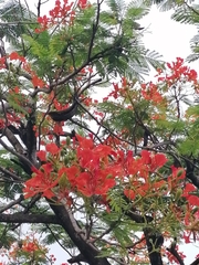 Delonix regia image