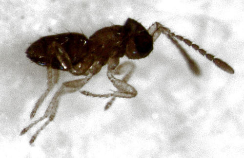 Tetracnemoidea bicolor