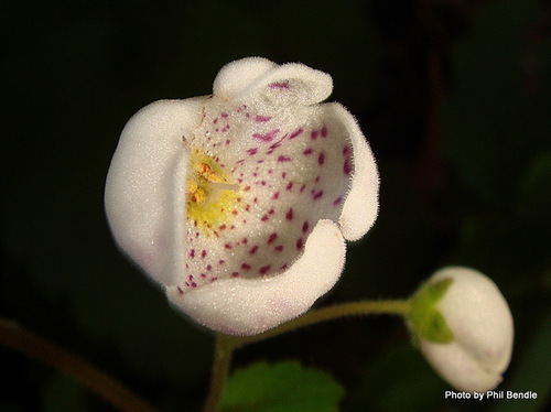Jovellana sinclairii (Hook.) Kraenzl.
