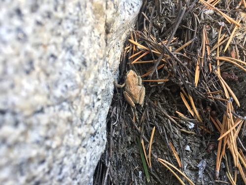 iNaturalist observation photo of Pacific chorus frog