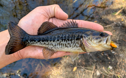 Florida Bass