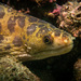 Reeve's Moray - Photo (c) Gordon So, all rights reserved, uploaded by Gordon So