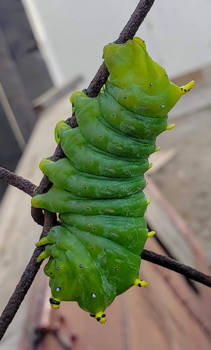 Ceanothus Silk Moth