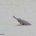 Ganges River Dolphin - Photo (c) Atanu Modak, all rights reserved, uploaded by Atanu Modak