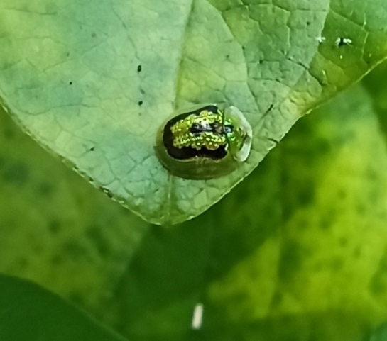 Green Tortoise Beetle from Lamma Island, Hong Kong on May 5, 2021 at 12 ...