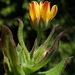 Osteospermum ilicifolium - Photo (c) Nicola van Berkel, todos los derechos reservados, subido por Nicola van Berkel