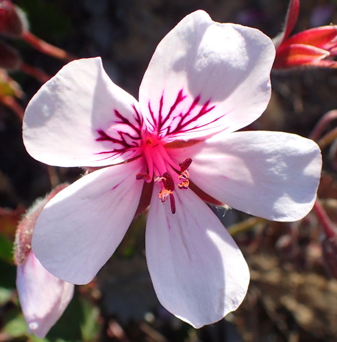 Pelargonium elegans (Andrews) Willd.
