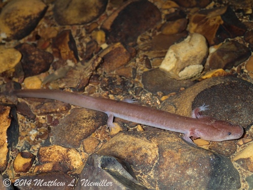 Tennessee Cave Salamander
