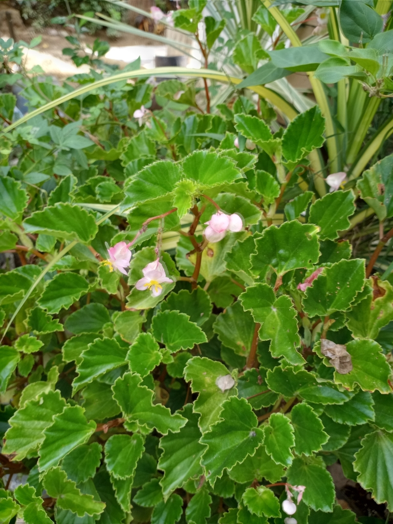 Begonia de Cera (Begonia cucullata) · NaturaLista Mexico