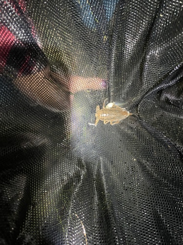 iNaturalist observation photo of American Giant Water Bug