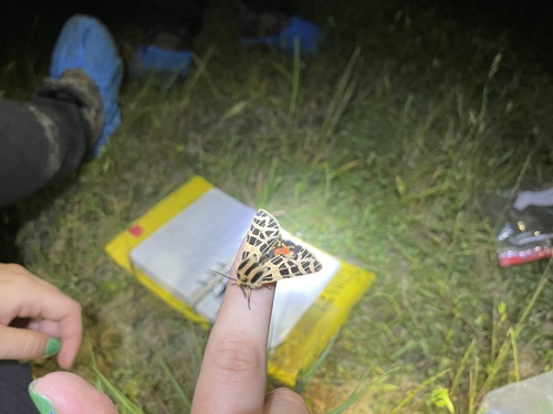 iNaturalist observation photo of Ornate Tiger Moth