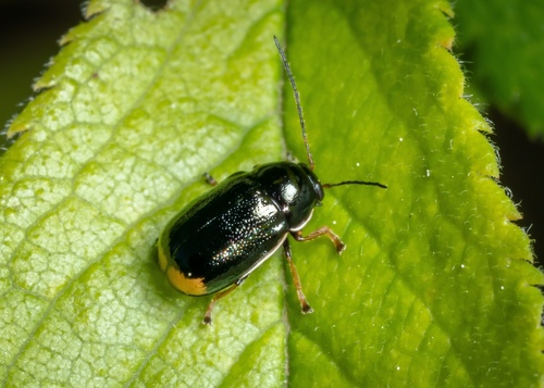 Cryptocephalus renatae