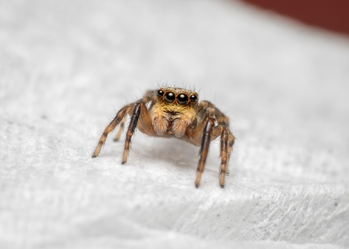 Pseudeuophrys vafra