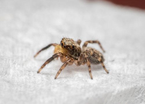 Pseudeuophrys vafra