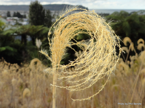 Miscanthus nepalensis (Trin.) Hack.