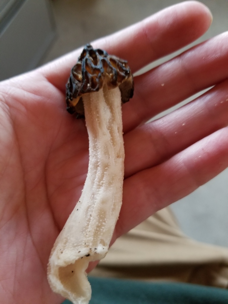 Halffree Morel in May 2021 by Cody Hough · iNaturalist