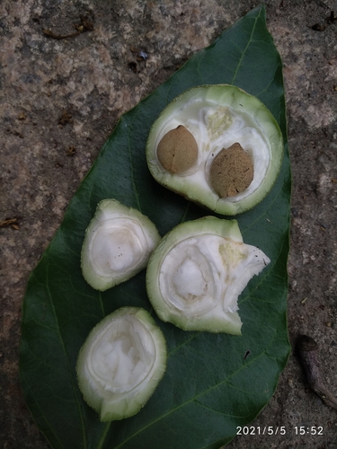 Candlenut