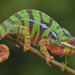 Panther Chameleon - Photo (c) David Weiller, all rights reserved, uploaded by David Weiller