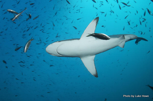 Bronze Whaler Carcharhinus Brachyurus ·