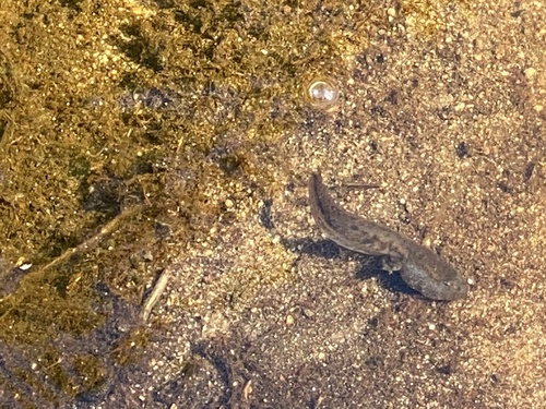 iNaturalist observation photo of Sierra Nevada Yellow-legged Frog