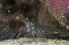 Glass Shrimp - Photo (c) Phil Bendle, all rights reserved, uploaded by Phil Bendle