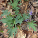 Blue Ridge Violet - Photo (c) Allen Belden, all rights reserved, uploaded by Allen Belden