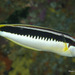 Comb Wrasse - Photo (c) Phil Bendle, all rights reserved, uploaded by Phil Bendle