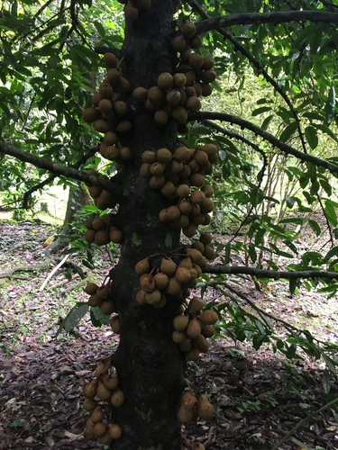 Stelechocarpus image