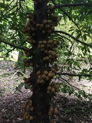 Stelechocarpus burahol image