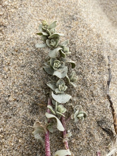 Beach Saltbush foliage