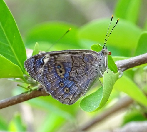 Dingy Purplewing