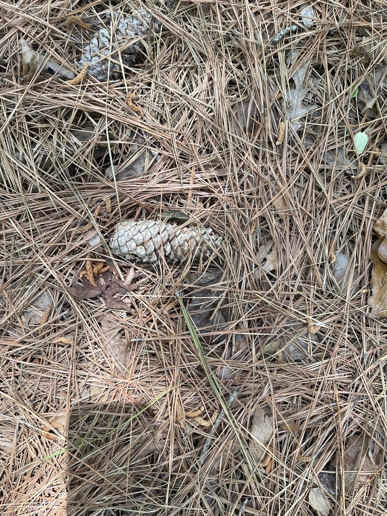 pines from Drake Rd, Greensboro, NC, US on May 5, 2021 at 0122 PM by